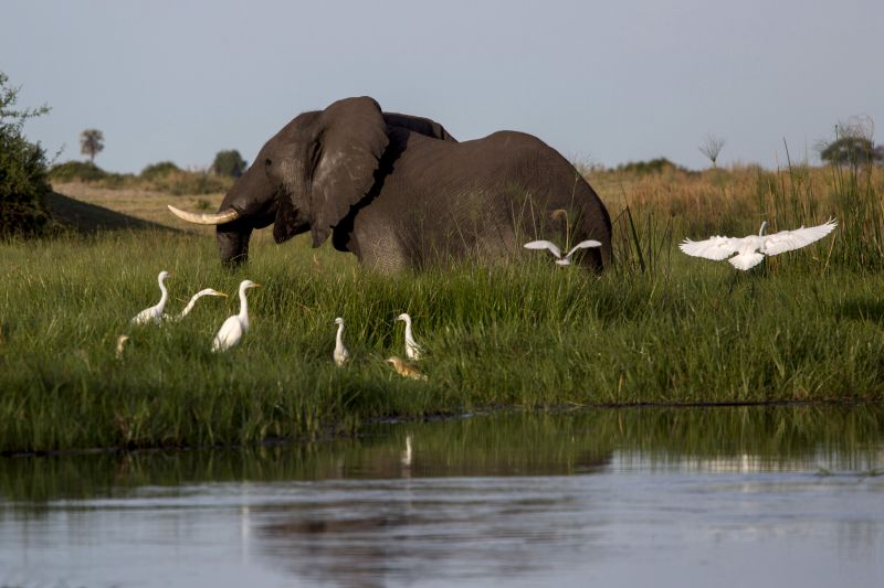 An elephant in the Okavango Delta in northern Botswana, November 30, 2016. This spring will see the opening of the Duba Plains Camp, a luxury tented camp in a private 77,000-acre portion of the Okavango Delta. ― Picture by Joao Silva/The New York Times