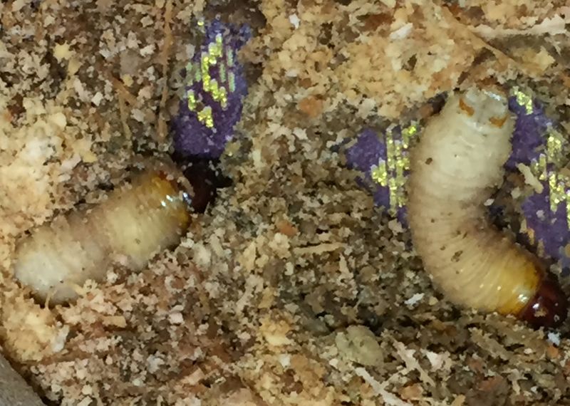 The ‘live’ sago worms may a tough act to swallow.