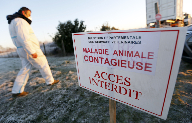 A sign which reads, u00e2u20acu02dccontagious animal disease, entry forbiddenu00e2u20acu2122 is seen at a duck farm in Latrille January 6, 2017, after France ordered a massive cull of ducks in three regions most affected by a severe outbreak of bird flu. u00e2u20acu201d Reuters pic