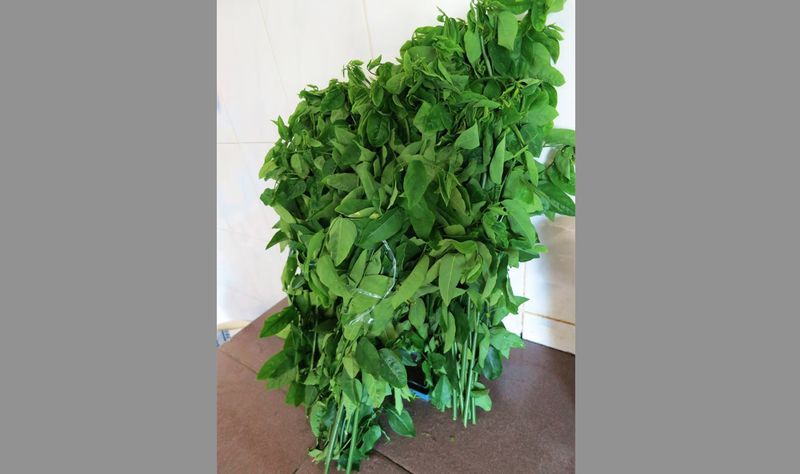 The young stems of the ‘Sabah veggie’ are crunchy, sweet and delicious. — Picture courtesy of Murphy Ng