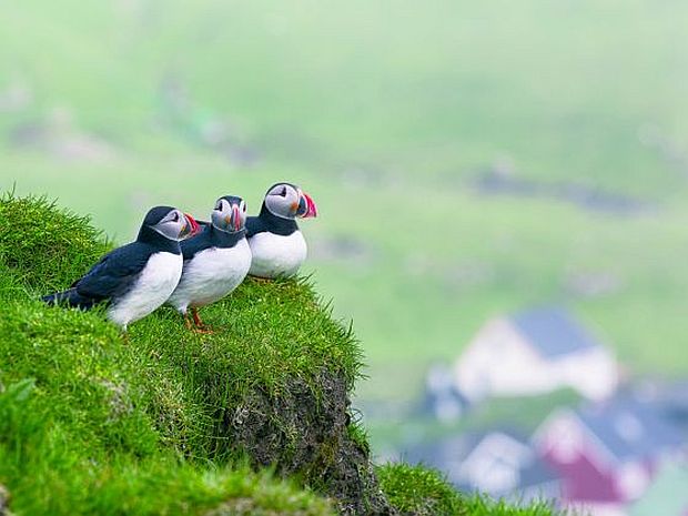 If you have to choose one island to visit, pick Mykines for its puffin population. ― Picture courtesy of iStock