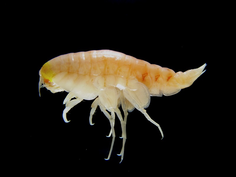 Man-made pollutants have been found in a shrimp-like creature, Hirondellea gigas, from the deepest part of the ocean, more than 10,000 metres deep in the Mariana Trench, in the Northwest Pacific Ocean, in this handout photo provided February 13, 2017. u00e2u20acu201d