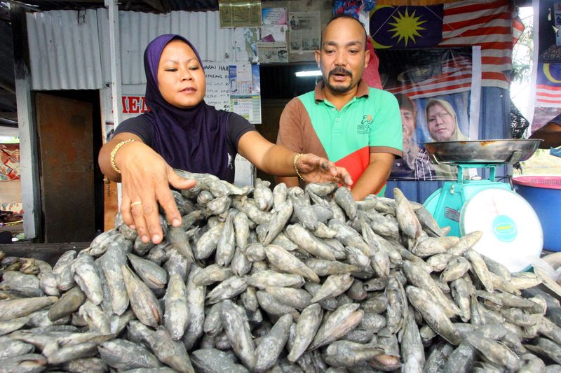 u00e2u20acu02dcMentarangu00e2u20acu2122 shellfish seller Masaidi Mansor, (right) and his wife Kalsom Mohamad, showing the shellfish priced between RM10 and RM16 per kg depending on size, in Kuala Perlis, February 1, 2017. u00e2u20acu201d Bernama pic