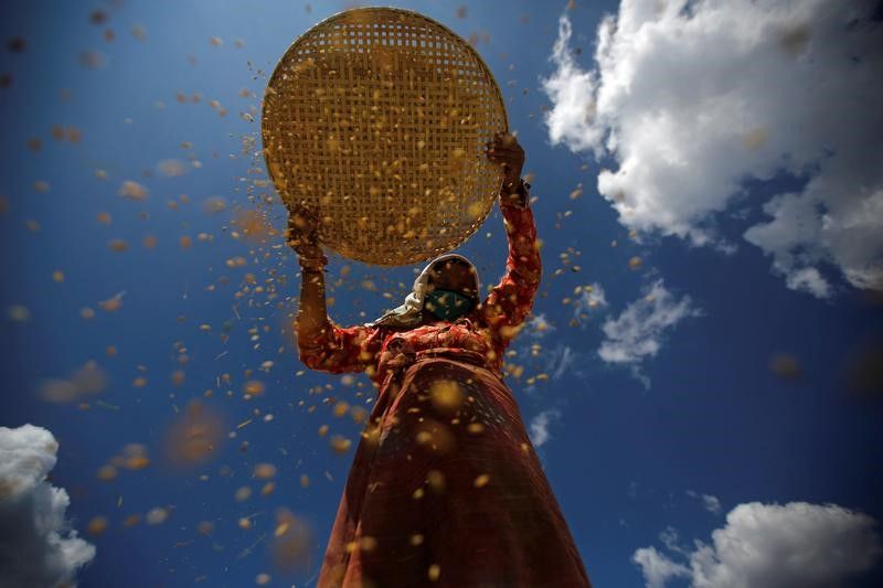 A farmer harvests rice on a field in Lalitpur, Nepal. u00e2u20acu2022 Reuters pic