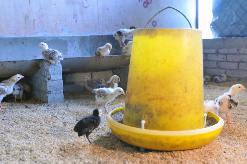 Chicks at the PVI turkey farm.