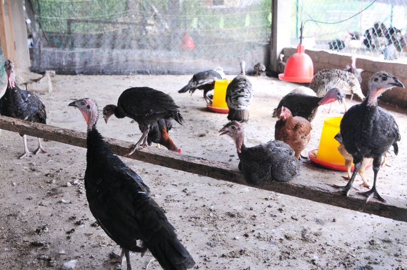 PVI has its own commercial turkey farm.