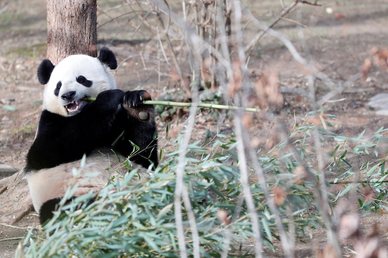 Panda Bao Bao eats bamboo during a farewell event at the National Zoo in Washington, February 16, 2017. Bao Bao will soon be moved to China. u00e2u20acu201d Reuters pic