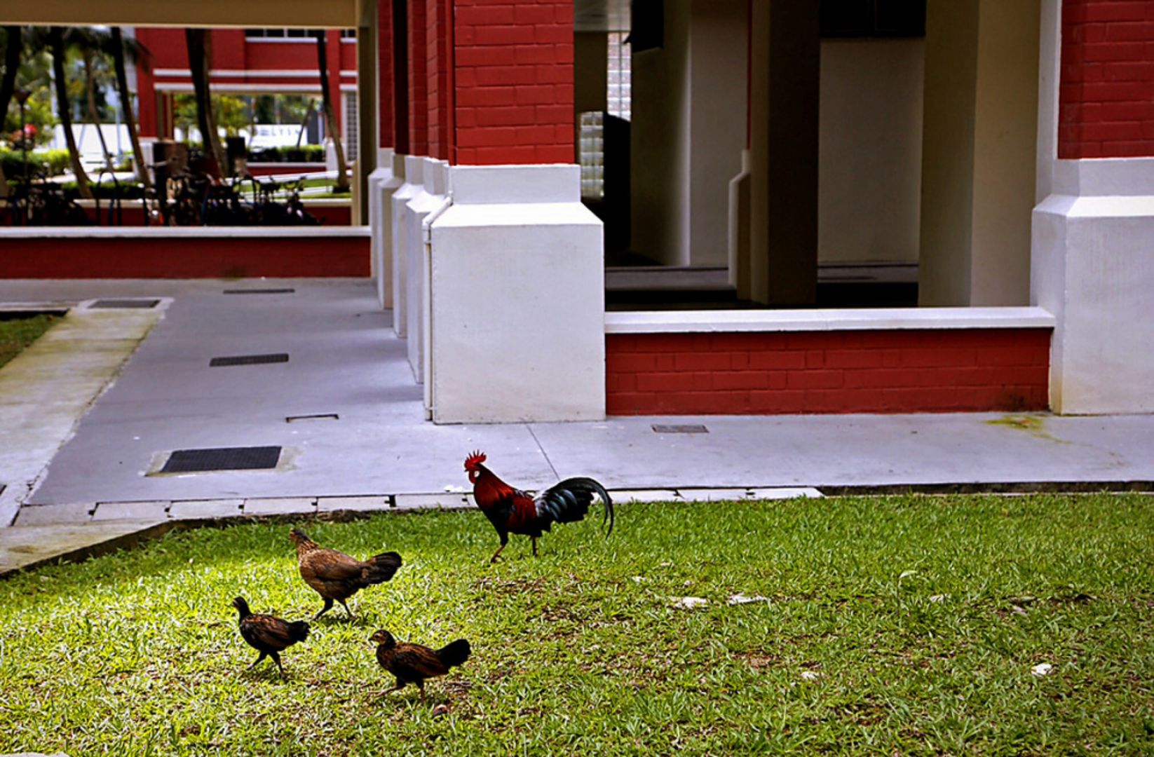 The Agri-Food & Veterinary Authority of Singapore had said that the relocation option for the chickens that were roaming around the Sin Ming area was not viable as land is scarce in Singapore. u00e2u20acu201d TODAY pic