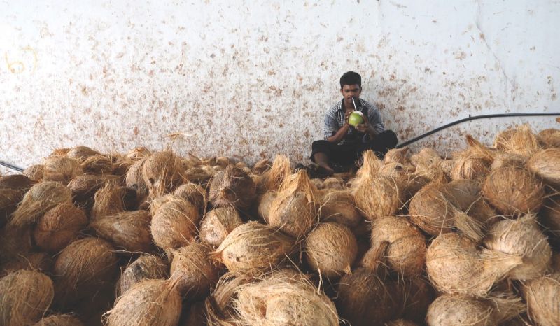 V. Pandi, 23, sips coconut water as he waits for customers at Anba Coconut Trading in George Town, Penang, yesterday. u00e2u20acu201d Picture by Sayuti Zainudin