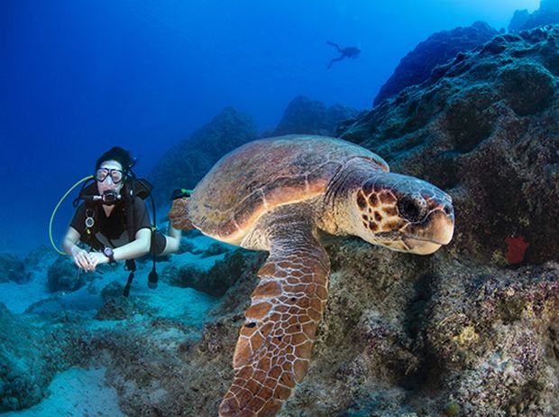 Loggerhead sea turtles in Moreton Island, Australia. u00e2u20acu201d AFP pic