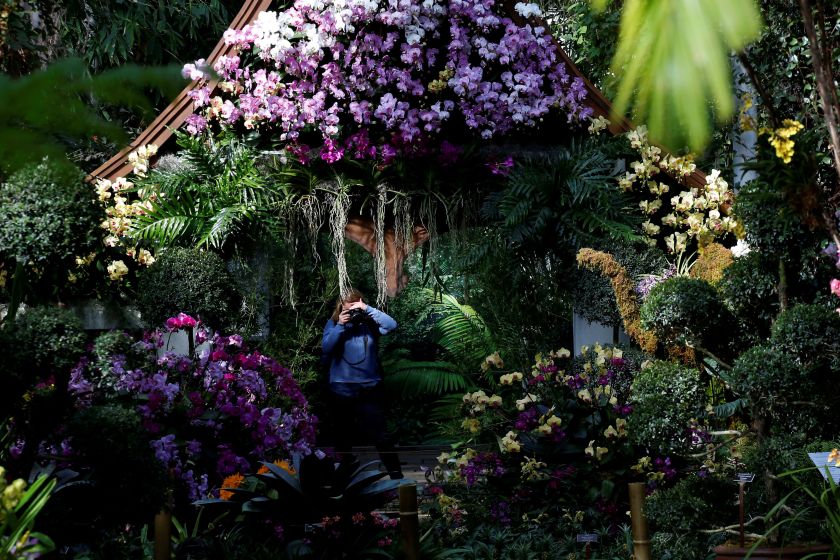A guest photographs a display during the annual Orchid Show at the New York Botanical Garden in the Bronx, New York, February 17, 2017. u00e2u20acu2022 Reuters pic