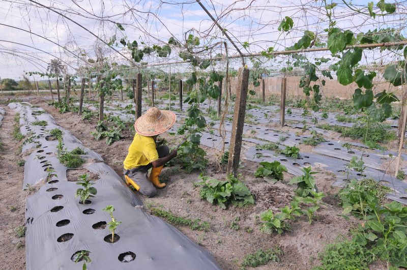 The PVI Veggie Park is located at Ara Kuda in Seberang Perai.