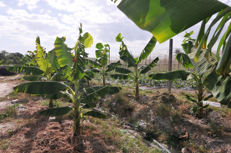 Banana trees at the PVI Veggie Park.