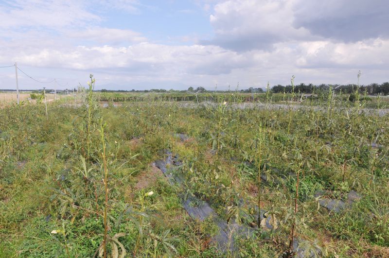 Ladies fingers are grown at the PVI Veggie Park.