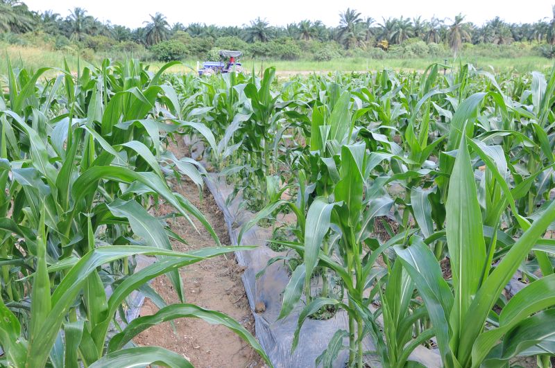 Corn is grown at PVI’s Veggie Park.