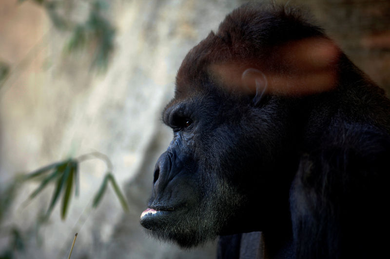 Ernst, a 45 year old male silverback coast gorilla, is pictured through a protective glass as he looks on in his enclosure at Bioparc Fuengirola in Fuengirola February 8, 2017. u00e2u20acu201d Reuters pic