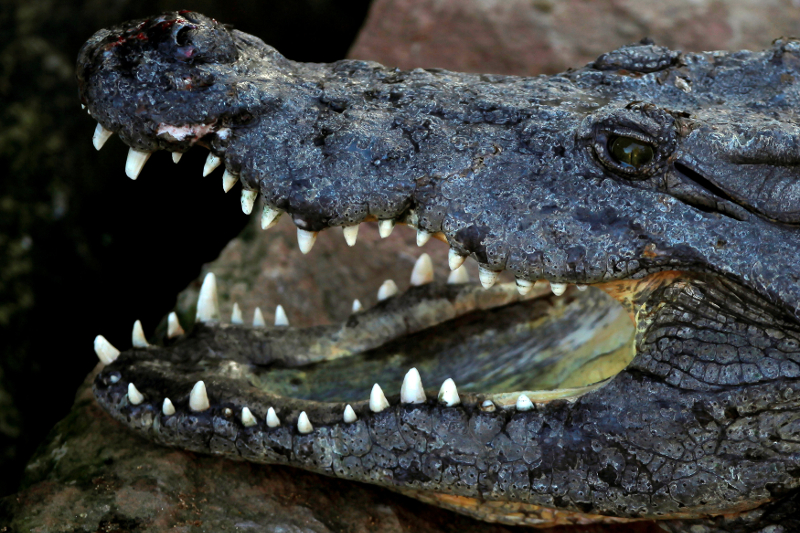 A Nile crocodile (Crocodylus niloticus) opens its mouth in its enclosure at Bioparc Fuengirola in Fuengirola February 8, 2017. u00e2u20acu201d Reuters pic