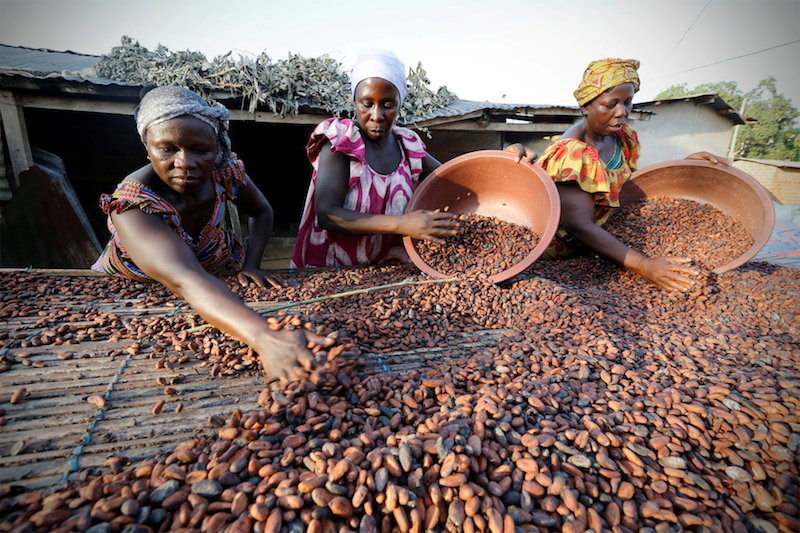 Women from a local cocoa farmersu00e2u20acu2122 association called BLAYEYA spread cocoa beans to dry in Djangobo, Ivory Coast, November 17, 2014. u00e2u20acu201d Reuters pic