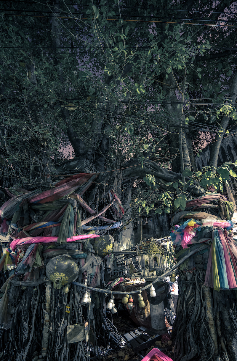 Sacred bodhi trees in the old Talad Noi near Bangkok’s Chinatown February 24, 2017. The area also has a vibrant night scene. — Picture by David Terrazas/The New York Times