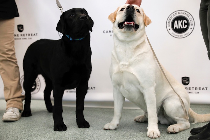 Reggie (right) and Theo, Labrador retrievers, stand together at a news conference held by the AKC to name the winning breeds in New York City, March 21, 2017. u00e2u20acu201d Reuters pic 