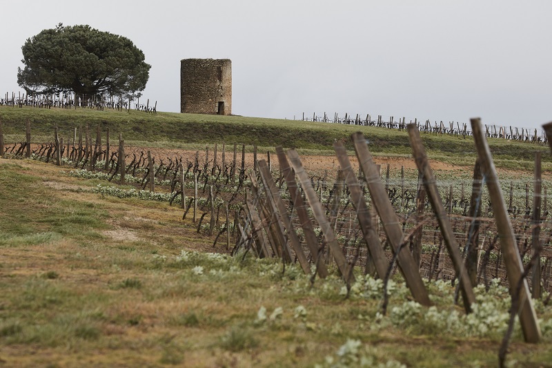 Grapevines and crops planted in alternating rows, a common arrangement in France’s Gascony region, March 6, 2017. This land in France’s far southwest is in every way different from the glamorous Provence and the Cote d’Azur: Rural, sparsely populated, unbothered by tourists and boasting a defiantly rich cuisine built around duck fat. — Picture by Andy Haslam/The New York Times