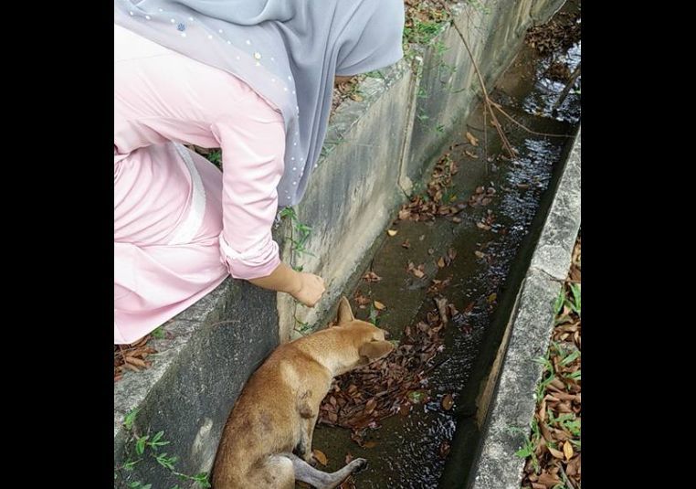 Seorang wanita bertudung cuba mendekati ibu anjing yang patah kaki akibat dilanggar sebuah kereta. u00e2u20acu201d Foto ihsan Facebook/Ziezie Zeyta 