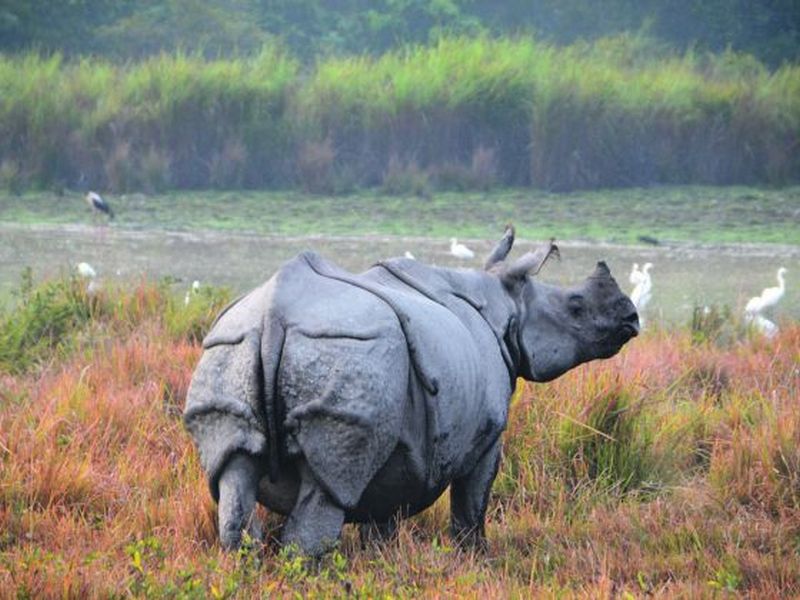 Kaziranga National Park is home to over 2,000 one-horned rhinos and good numbers of elephants, water buffaloes, swamp deer and Royal Bengal tigers.