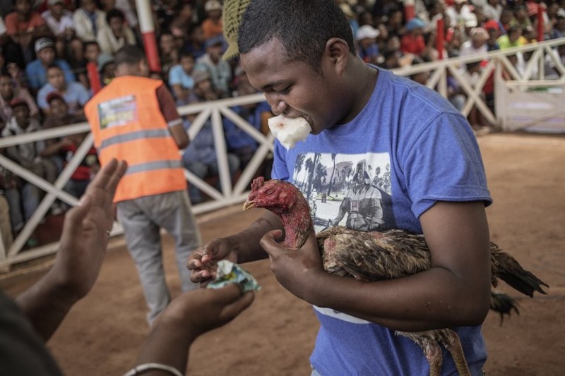 Jockeys and owners tend to their birds during a cockfighting tournament on the outskirts of Antananarivo December 3, 2016. — AFP pic