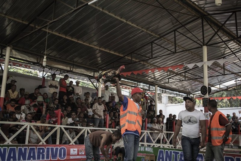 A referee holds high the winning rooster at the end of a cockfighting tournament on the outskirts of Antananarivo December 3, 2016. — AFP pic