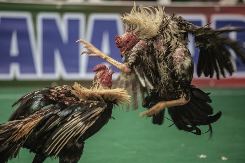 Cocks fight during a cockfighting tournament on the outskirts of Antananarivo December 3, 2016. u00e2u20acu201d AFP pic