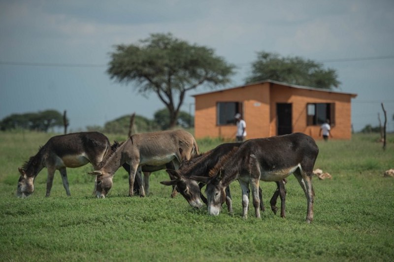 Donkeys graze in Magosane village in the North-West Province, South Africa, February 9, 2017. u00e2u20acu201d AFP pic