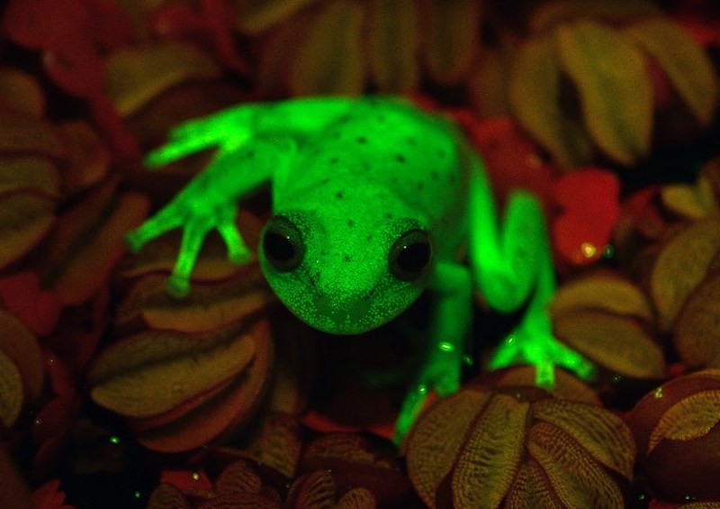 Handout photo relased by CONICET and MACN (Museo Argentino de Ciencias Naturales) researchers Carlos Taboada and Julian Faivovich on March 16, 2017 in Buenos Aires of a fluorescent polka-dot tree frog (Hypsiboas punctatus) that lives in South America. u00e2u20acu201d