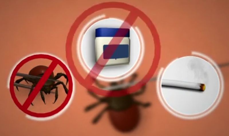Screen grab from the Reuters video on how to deal with ticks carrying the Lyme disease.