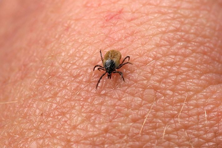 A report on climate change and health points out that infectious diseases can spread more widely as ticks carrying Lyme disease and mosquitoes with West Nile virus expand their range. u00e2u20acu201d gblu/Istock.com/AFP pic