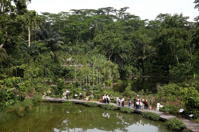 The Botanist’s Boardwalk section of the Learning Forest, which has signs with information on the early botanists of the Singapore Botanic Gardens. — TODAY pic