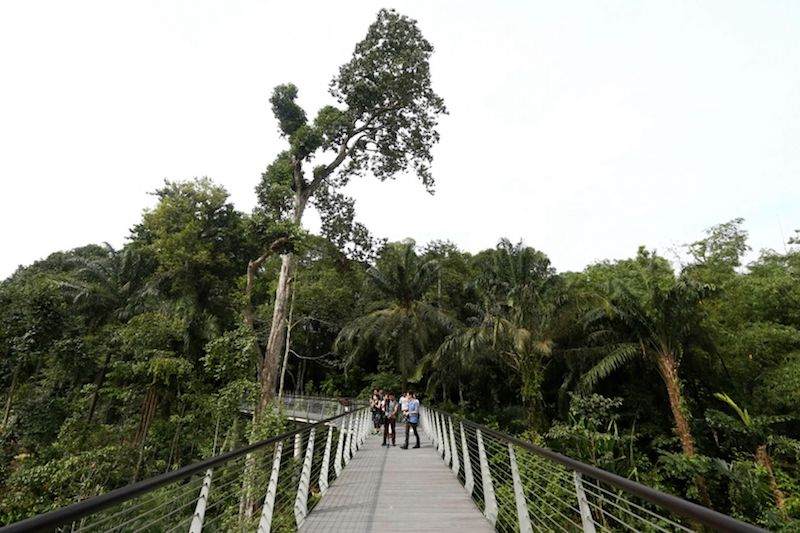 The elevated boardwalk overlooking the Keppel Discovery Wetlands section of the Learning Forest. u00e2u20acu201d TODAY pic