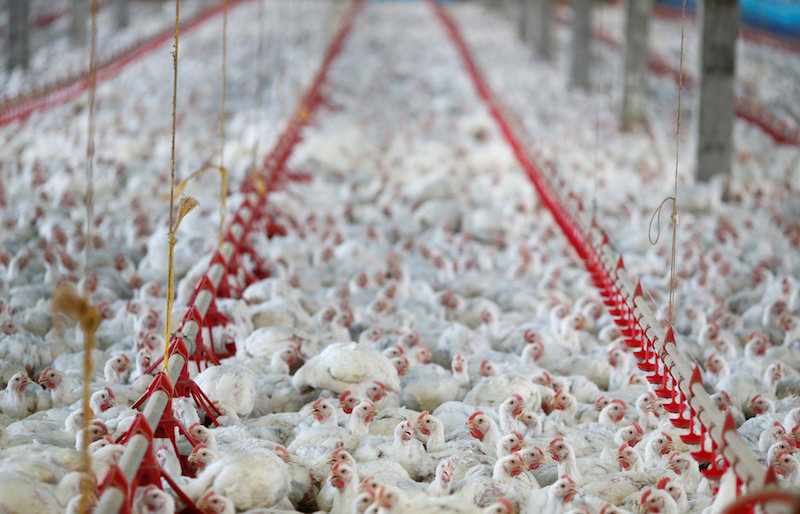 Chickens are pictured at a poultry factory in Lapa city, Parana state, Brazil, May 31, 2016. u00e2u20acu201d Reuters pic