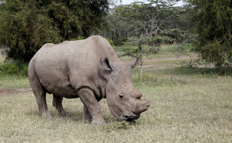 The last surviving male northern white rhino named u00e2u20acu02dcSudanu00e2u20acu2122 grazes at the Ol Pejeta Conservancy in Laikipia national park, Kenya June 14, 2015. u00e2u20acu201d Reuters pic