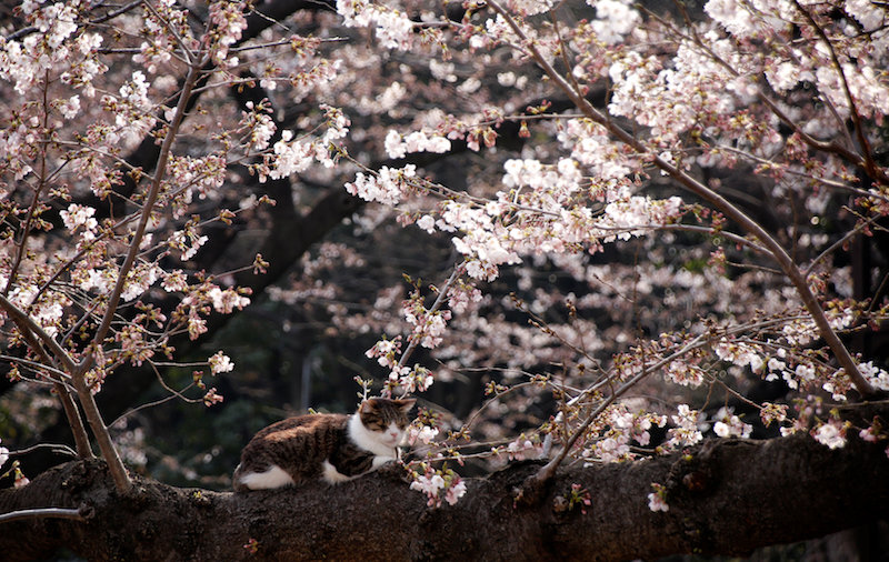 A cat is seen on a cherry blossom tree at a park in Tokyo March 30, 2017. u00e2u20acu201d Reuters pic