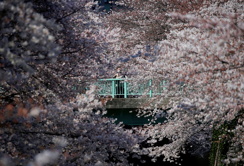 A man looks at cherry blossoms in almost full bloom in Tokyo April 4, 2017. u00e2u20acu201d Reuters pic