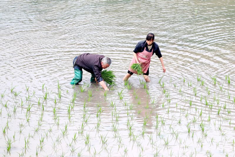People plant rice seedlings at a village in Huaying, Sichuan province, China, April 27, 2017. u00e2u20acu201d Reuters pic