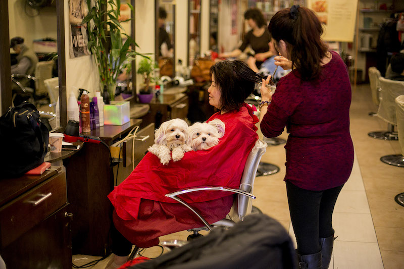 Maggie Chen holds Coco and Mimi as the dogs’ owner, Amy Ooi, cuts her hair at Amy’s Hair Salon in New York April 7, 2017. — Picture by Sam Hodgson/The New York Times