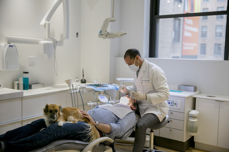 Carlos Huerta cleans a patientu00e2u20acu2122s teeth with a lap-sitting assist from his dog, Luna, in New York April 18, 2017. u00e2u20acu201d Picture by Sam Hodgson/The New York Times