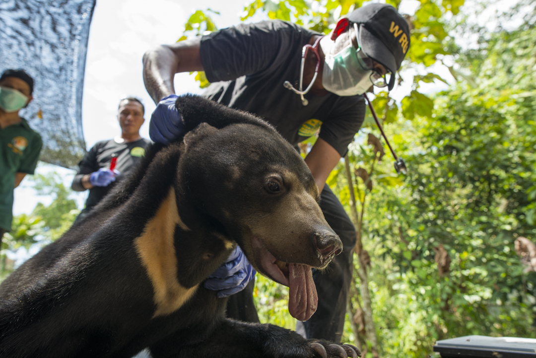 The sun bears' gall bladders are highly sought after in the black market and used to purportedly treat a variety of ailments. — Picture courtesy of Scubazoo