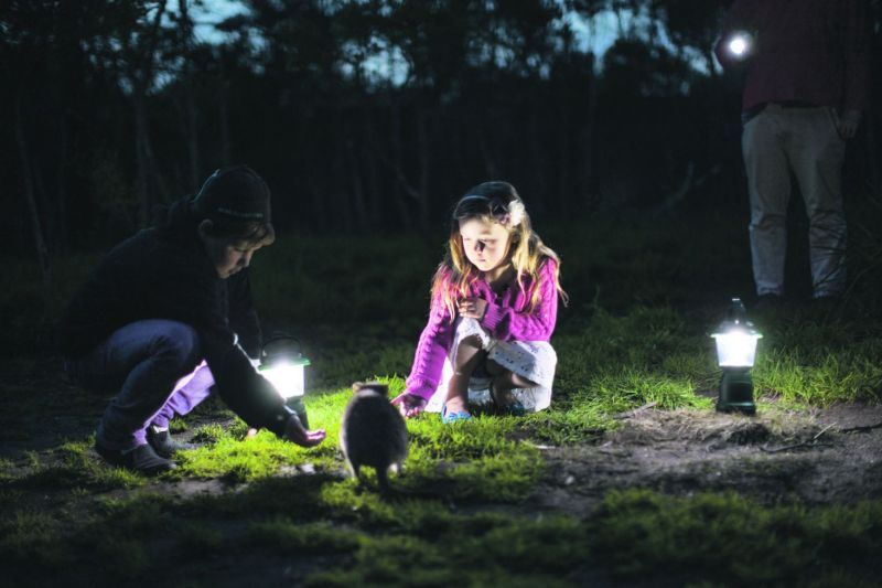 Cuddle koalas and meet animals such as dingoes and Tasmanian devils at the Moonlit Sanctuary Wildlife Park. u00e2u20acu201d TODAY pic 