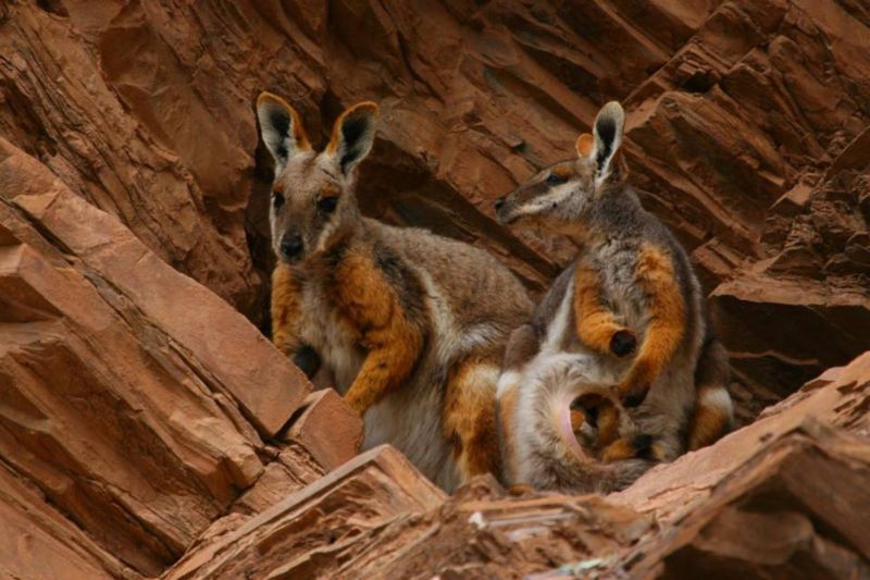 Get up close and personal with some furry friends at the Arkaroola Resort and Wilderness Sanctuary. — TODAY pic 