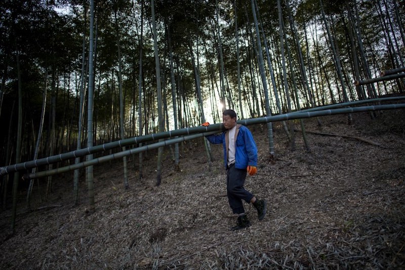 A man carries bamboo in a forest near Dashan village near the city of Linu00e2u20acu2122an, Zhejiang Province April 12, 2017. u00e2u20acu201d AFP pic