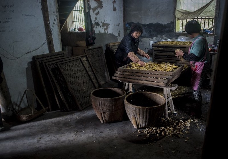 Two women sort dried bamboo shoots at a drying factory in Taihuyuan village near the city of Lin’an, Zhejiang Province April 12, 2017. — AFP pic