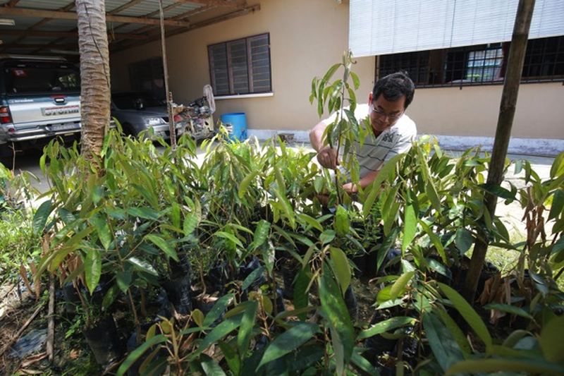 Durian cultivator Chong Ah Kim says it is a relief that his trees are bearing fruit this year. u00e2u20acu201d Picture by Marcus Pheong