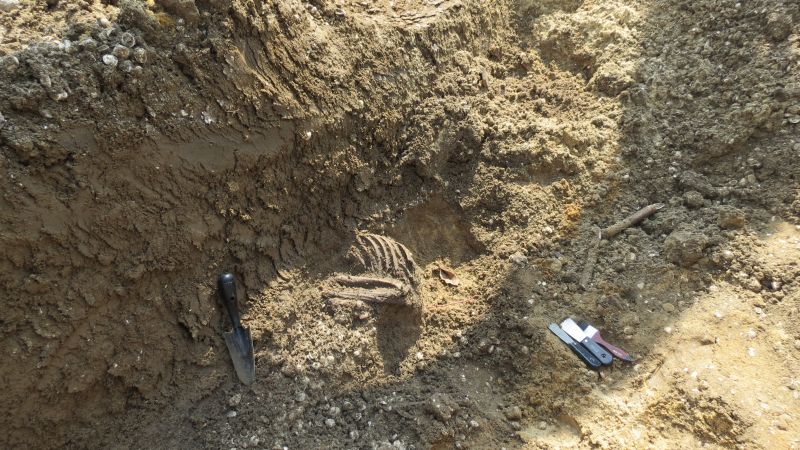 Parts of a rib cage uncovered at the excavation site. 
